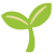 seedling